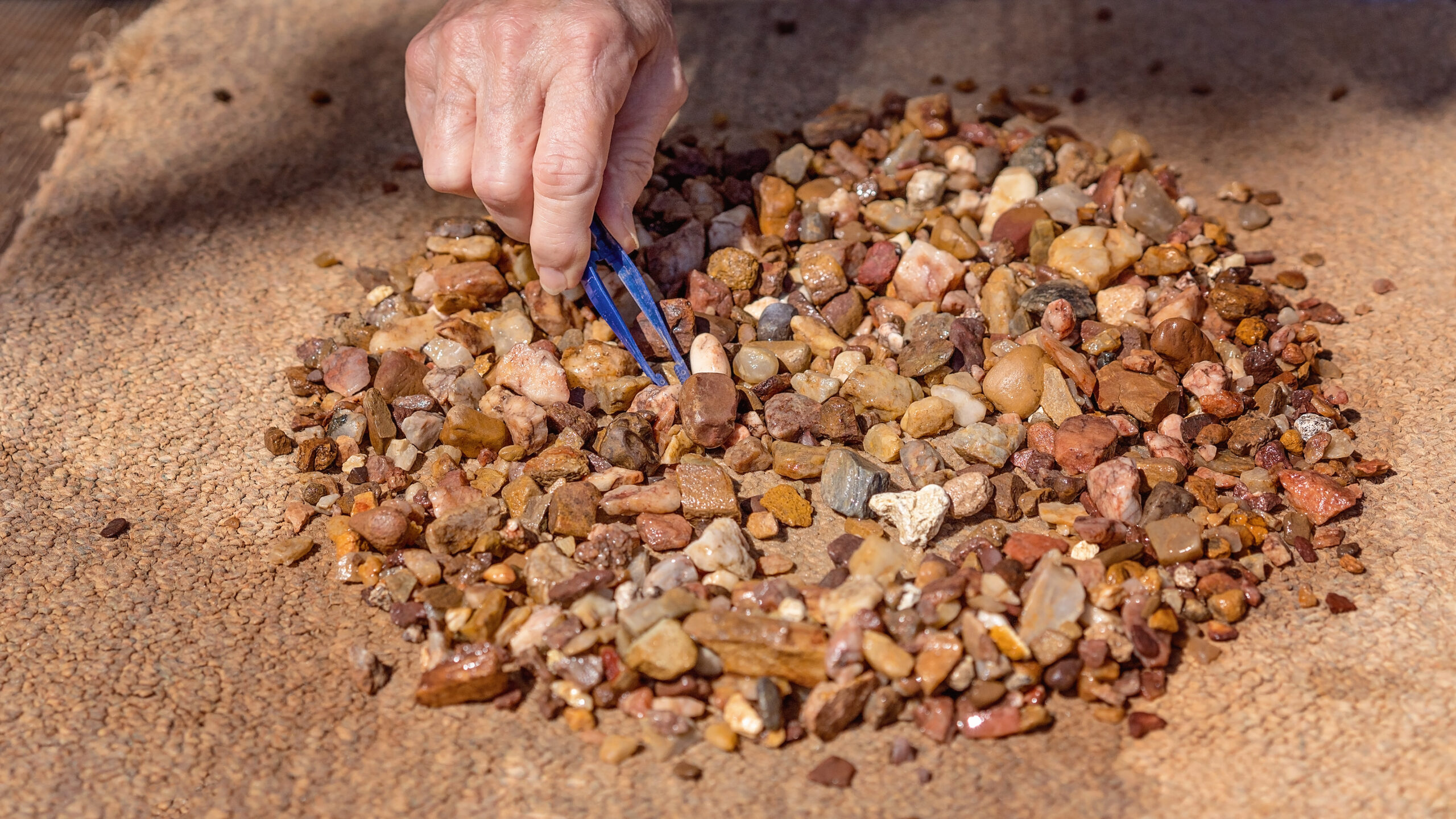 Prospecting for sapphires by hand looking for shiny stones